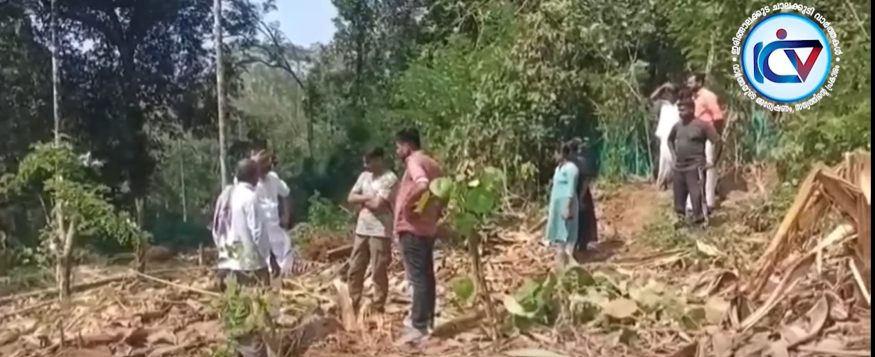 കാട്ടാന ഇറങ്ങി